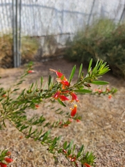 Anisacanthus thurberi
