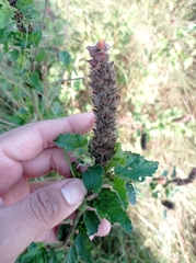 Malvastrum americanum