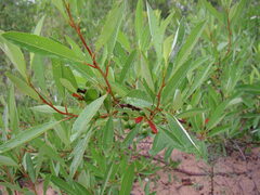 Prunus pumila