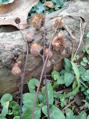 Platanus mexicana