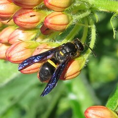 Ancistrocerus unifasciatus
