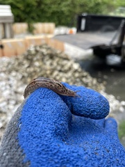 Limax maximus