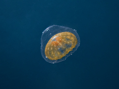 Proboscidactyla ornata