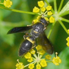 Ancistrocerus unifasciatus