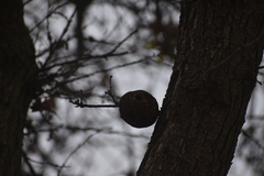 Andricus quercuscalifornicus