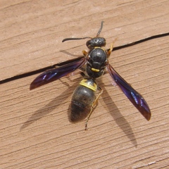 Ancistrocerus unifasciatus