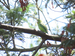 Forpus conspicillatus