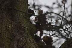 Andricus quercuscalifornicus