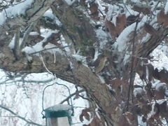Phylloscopus sibilatrix