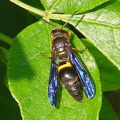 Ancistrocerus unifasciatus