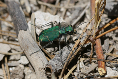 Cicindela tranquebarica sierra