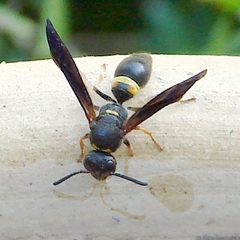Ancistrocerus unifasciatus