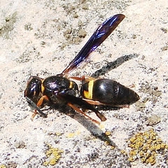 Ancistrocerus unifasciatus