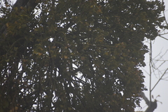 Phoradendron macrophyllum