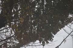 Phoradendron macrophyllum