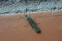 Eudonia atmogramma