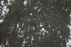 Phoradendron macrophyllum