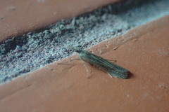 Eudonia atmogramma