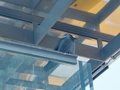 Corvus monedula