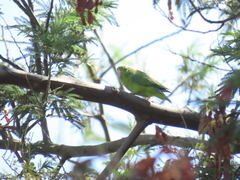 Forpus conspicillatus