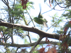 Forpus conspicillatus