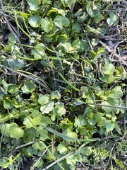 Modiola caroliniana