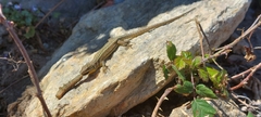 Podarcis bocagei