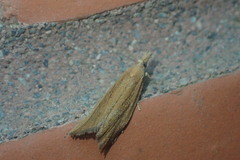 Bactra noteraula