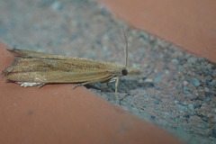 Bactra noteraula