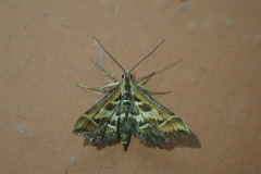 Diasemia grammalis