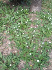 Jaborosa runcinata