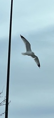 Larus delawarensis