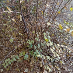 Paliurus spina-christi