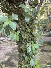 Peperomia berlandieri