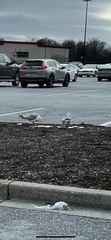 Larus delawarensis