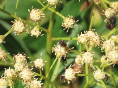 Asemosyrphus mexicanus