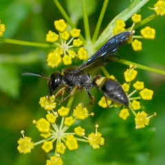 Ancistrocerus unifasciatus