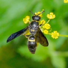 Ancistrocerus unifasciatus