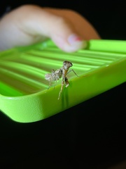 Pseudomiopteryx infuscata