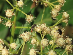 Asemosyrphus mexicanus