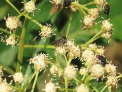 Asemosyrphus mexicanus