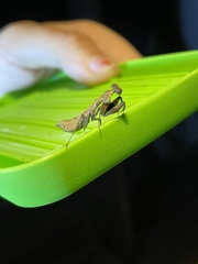 Pseudomiopteryx infuscata