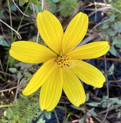 Bidens mitis