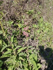 Salvia spathacea