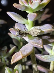 Pseudomiopteryx infuscata