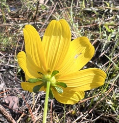 Bidens mitis