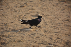 Columba livia domestica
