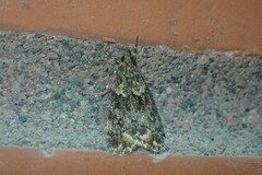 Eudonia minualis