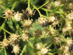 Asemosyrphus mexicanus