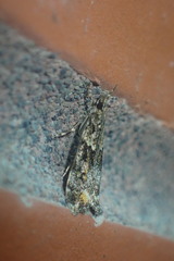 Eudonia minualis